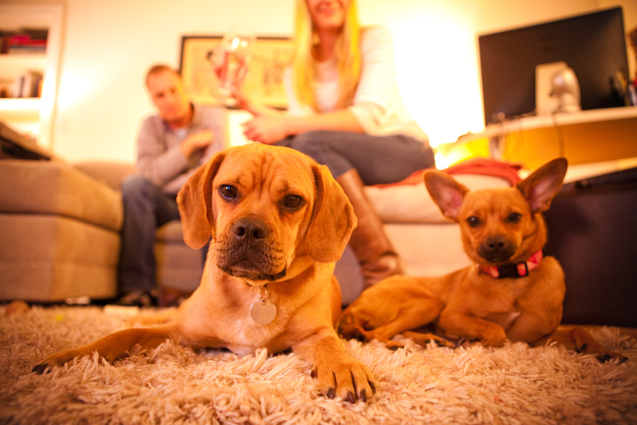 danielle-klebanow-photography-dogs (10)