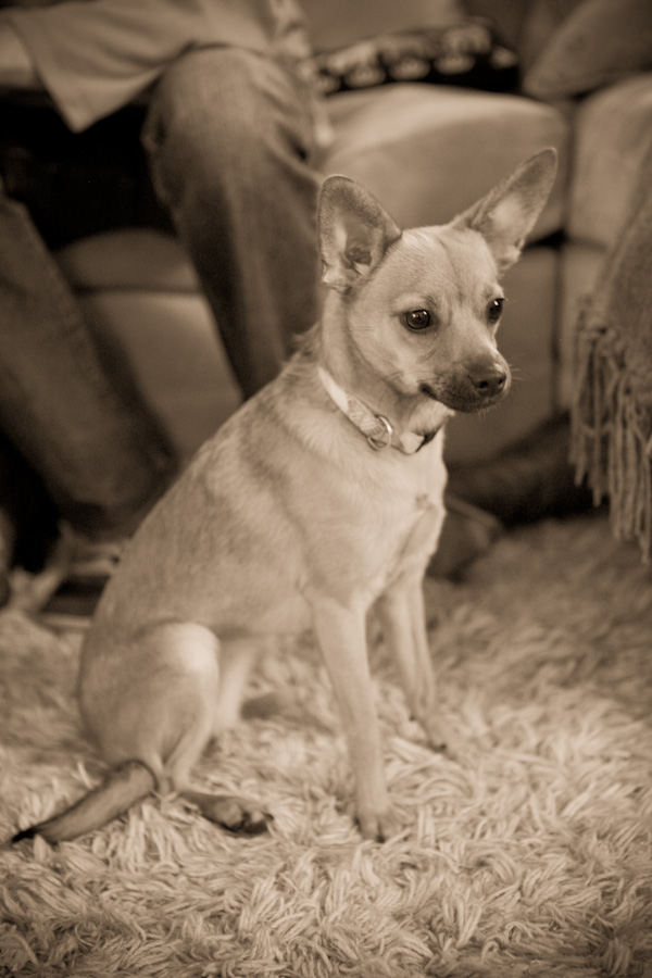 danielle-klebanow-photography-dogs (12)