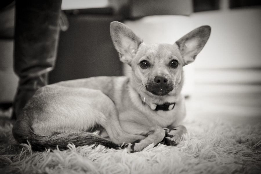 danielle-klebanow-photography-dogs (5)