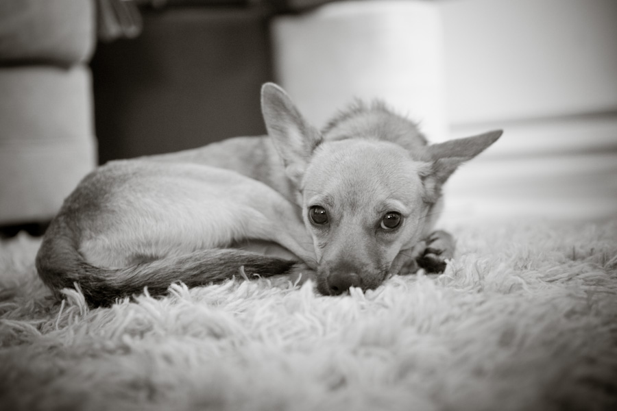 danielle-klebanow-photography-dogs (6)
