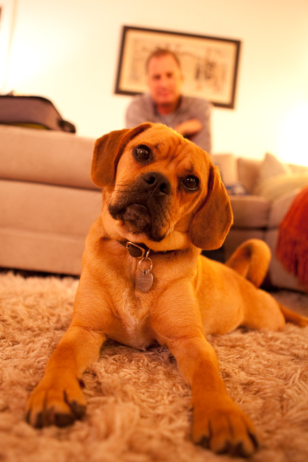 danielle-klebanow-photography-dogs (8)