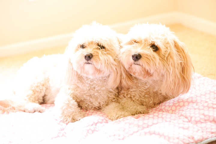 036Danielle_Klebanow_Photography